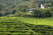 Tea Plantation, Malaysia