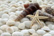 Muscheln mit Seestern