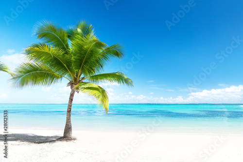 Foto: palm and sea palm and sea