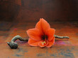 Amaryllisblüte