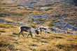 Reindeers from lapland Reindeers from lapland