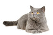 British cat lying and looking upleft