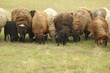 Sheeps on a meadow