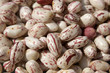 Photo: Mottled red beans - Italian Borlotto Bean Mottled red beans - Italian Borlotto Bean
