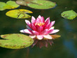 Water lily