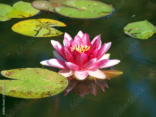 Photo: Water lily Water lily