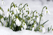 Snowdrops closeup  on snow