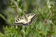 Papillon machaon