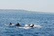 dauphins nagent dans la mer