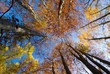 Fall Treetops on sunny autumn day Fall Treetops on sunny autumn day