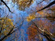 Fall Treetops Fall Treetops