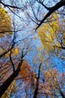 Fall Treetops on sunny autumn day Fall Treetops on sunny autumn day
