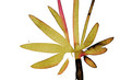 phildotofotolia 61R