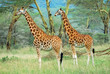 Giraffes in the forest, Kenya