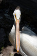 white pelican