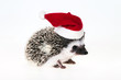 hedgehog
