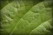 Foto: Natural background - leaf blade Natural background - leaf blade