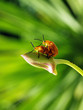 nude bug 2