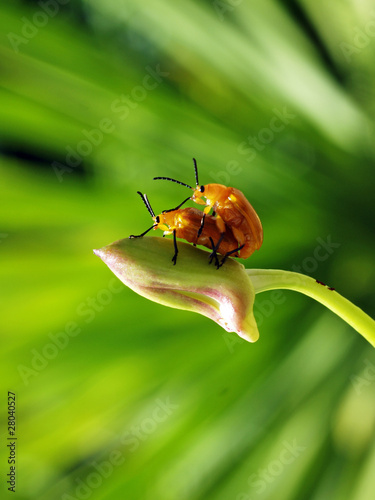 Photo: nude bug 2 nude bug 2