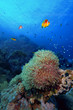 Clownfisch & Anemone Clownfisch & Anemone