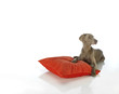 Weimaraner auf Kissen