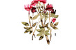 phildotofotolia 87R