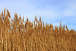 Tops dry plant cane