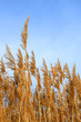 Tops dry plant cane. Vertical