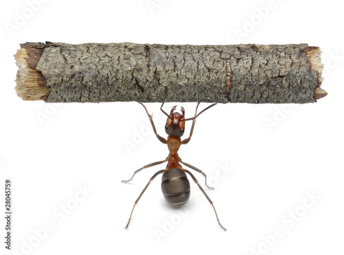 Photo: worker ant holding log, isolated worker ant holding log, isolated