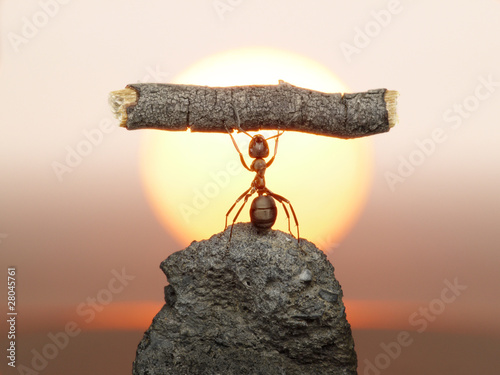Foto: Statue of Labour, 150 million years of ants civilization Statue of Labour, 150 million years of ants civilization