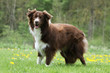 border collie marron et blanc