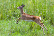 oribi
