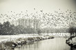 Vogelflug