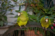 parrots in mexico