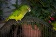 parrot in mexico