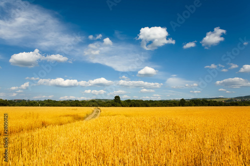 Foto: weizenfeld weizenfeld