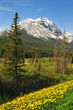 Foto: Lake Wapta Roadside & Cathedral Mountain Mount Stephen Portrait Lake Wapta Roadside & Cathedral Mountain Mount Stephen Portrait
