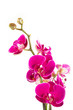 Orchidee