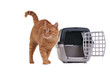 Cat out of transportation cage Cat out of transportation cage
