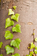 Ivy on tree