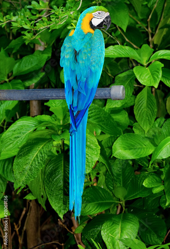 Photo: Colourful parrot bird sitting on the perch Colourful parrot bird sitting on the perch