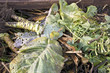 Foto: Cabbage leaves on a compost heap Cabbage leaves on a compost heap