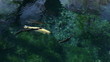 池で泳ぐ魚