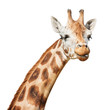 Giraffe head sly winking  put out its tongue look