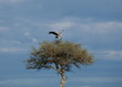 African White-backed Vulture landing