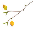 Zweig einer Birke im Herbst