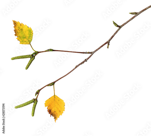 Foto: Zweig einer Birke im Herbst Zweig einer Birke im Herbst