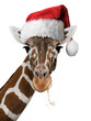 Weihnachtsgiraffe Weiss Weihnachtsgiraffe Weiss
