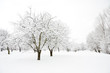 Trees in park covered by snow in winter day