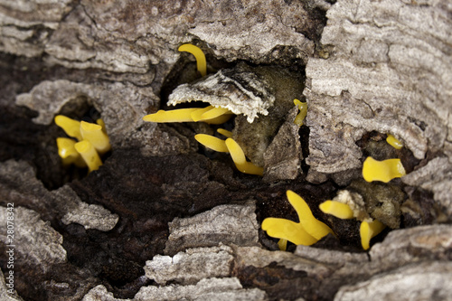Photo: yellow fungus yellow fungus
